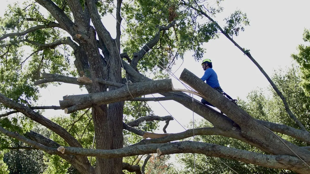 Professional Crown Thinning performed by certified arborists in Omega