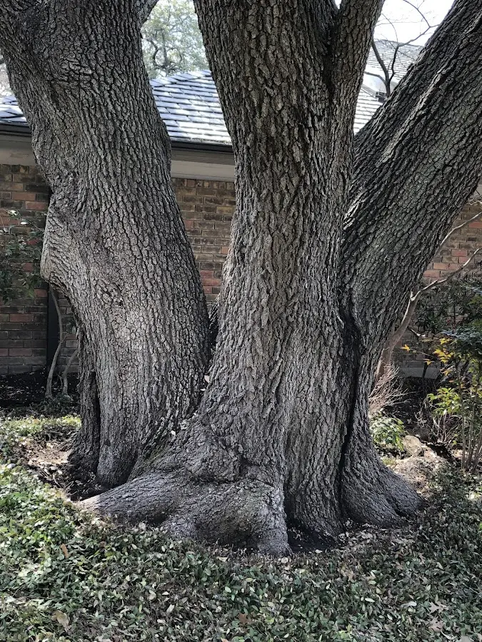 Mature heritage tree close to a Omega property cared for by certified arborists